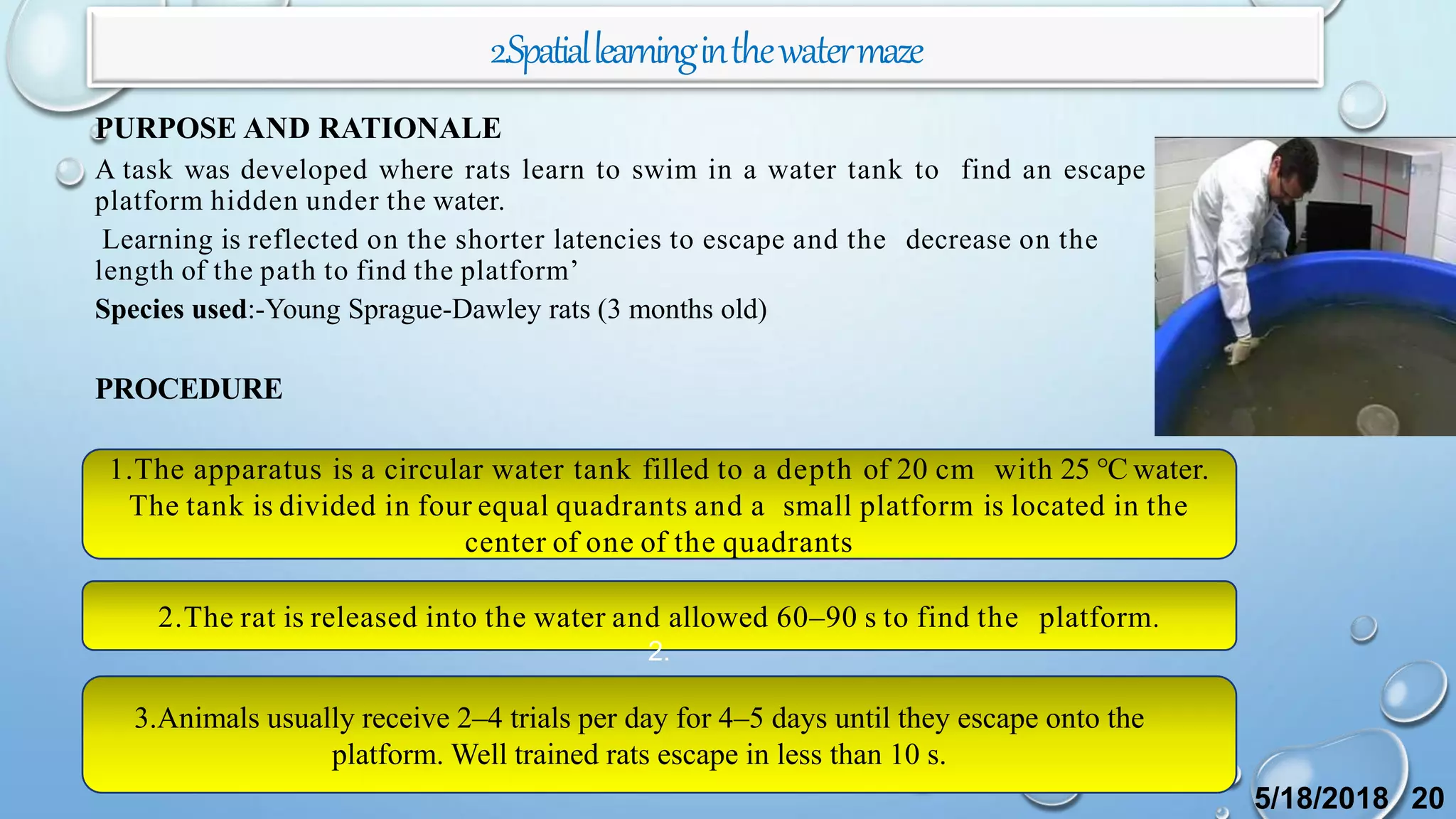 2.Spatiallearninginthewatermaze
PURPOSE AND RATIONALE
A task was developed where rats learn to swim in a water tank to find an escape
platform hidden under the water.
Learning is reflected on the shorter latencies to escape and the decrease on the
length of the path to find the platform’
Species used:-Young Sprague-Dawley rats (3 months old)
PROCEDURE
1.The apparatus is a circular water tank filled to a depth of 20 cm with 25 °C water.
The tank is divided in four equal quadrants and a small platform is located in the
center of one of the quadrants
2.The rat is released into the water and allowed 60–90 s to find the platform.
2.
3.Animals usually receive 2–4 trials per day for 4–5 days until they escape onto the
platform. Well trained rats escape in less than 10 s.
5/18/2018 20
 