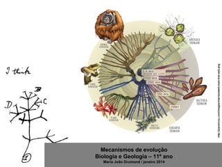 Mecanismos de evolução
Biologia e Geologia – 11º ano
Maria João Drumond / janeiro 2014
http://joanaricou.com/images/inter/isolated-main-tree-web.png
 