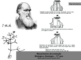 Mecanismos de evolução
Biologia e Geologia – 11º ano
Maria João Drumond / janeiro 2014
Darwinismo
 