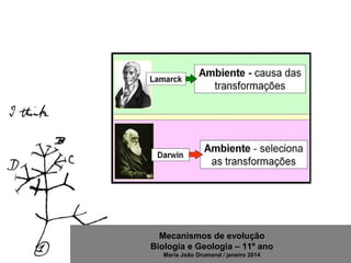 Mecanismos de evolução
Biologia e Geologia – 11º ano
Maria João Drumond / janeiro 2014
 