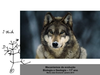 Mecanismos de evolução
Biologia e Geologia – 11º ano
Maria João Drumond / janeiro 2014
 
