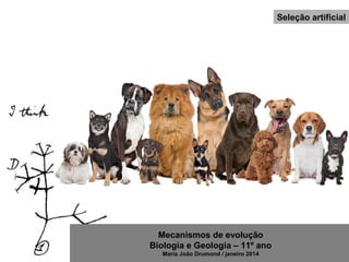 Mecanismos de evolução
Biologia e Geologia – 11º ano
Maria João Drumond / janeiro 2014
Seleção artificial
 