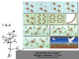 Mecanismos de evolução
Biologia e Geologia – 11º ano
Maria João Drumond / janeiro 2014
 