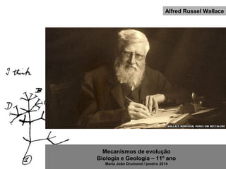 Mecanismos de evolução
Biologia e Geologia – 11º ano
Maria João Drumond / janeiro 2014
Alfred Russel Wallace
 