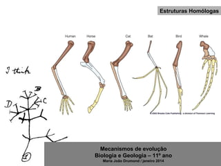 Mecanismos de evolução
Biologia e Geologia – 11º ano
Maria João Drumond / janeiro 2014
Estruturas Homólogas
 
