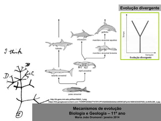 Mecanismos de evolução
Biologia e Geologia – 11º ano
Maria João Drumond / janeiro 2014
Evolução divergente
https://lh4.googleusercontent.com/-T4VRfPGXD6A/TYkT07LPFiI/AAAAAAAAAAw/sNf3KVyPyo4/s1600/4234257838_bc4bf2c28f_o.jpg
http://bi.gave.min-edu.pt/files/3363/I_1.png
 