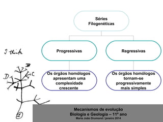 Mecanismos de evolução
Biologia e Geologia – 11º ano
Maria João Drumond / janeiro 2014
Séries
Filogenéticas
Progressivas Regressivas
Os órgãos homólogos
apresentam uma
complexidade
crescente
Os órgãos homólogos
tornam-se
progressivamente
mais simples
 