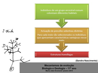 Mecanismos de evolução
Biologia e Geologia – 11º ano
Maria João Drumond / janeiro 2014
(Sandra Nascimento)
 