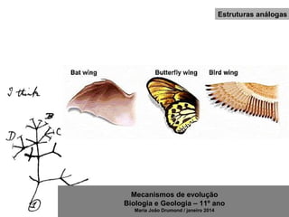 Mecanismos de evolução
Biologia e Geologia – 11º ano
Maria João Drumond / janeiro 2014
Estruturas análogas
 