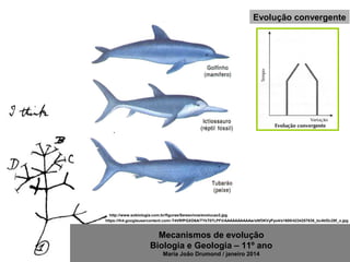 Mecanismos de evolução
Biologia e Geologia – 11º ano
Maria João Drumond / janeiro 2014
Evolução convergente
http://www.sobiologia.com.br/figuras/Seresvivos/evolucao3.jpg
https://lh4.googleusercontent.com/-T4VRfPGXD6A/TYkT07LPFiI/AAAAAAAAAAw/sNf3KVyPyo4/s1600/4234257838_bc4bf2c28f_o.jpg
 