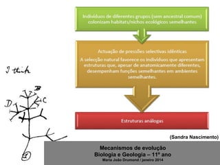 Mecanismos de evolução
Biologia e Geologia – 11º ano
Maria João Drumond / janeiro 2014
(Sandra Nascimento)
 
