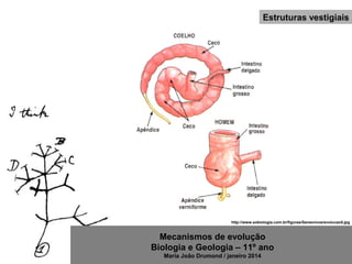 Mecanismos de evolução
Biologia e Geologia – 11º ano
Maria João Drumond / janeiro 2014
Estruturas vestigiais
http://www.sobiologia.com.br/figuras/Seresvivos/evolucao5.jpg
 