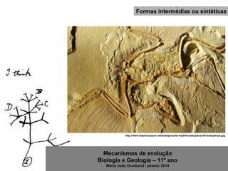 Mecanismos de evolução
Biologia e Geologia – 11º ano
Maria João Drumond / janeiro 2014
Formas intermédias ou sintéticas
http://www.fossilmuseum.net/fossilpictures-wpd/Archaeopteryx/Archaeopteryx.jpg
 