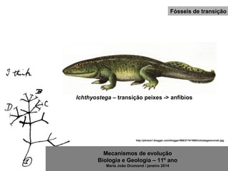 Mecanismos de evolução
Biologia e Geologia – 11º ano
Maria João Drumond / janeiro 2014
Fósseis de transição
http://photos1.blogger.com/blogger/506/2174/1600/ictiostegareconstr.jpg
Ichthyostega – transição peixes -> anfíbios
 