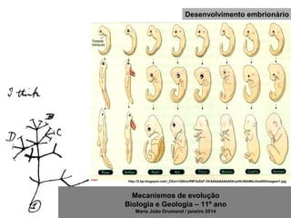 Mecanismos de evolução
Biologia e Geologia – 11º ano
Maria João Drumond / janeiro 2014
Desenvolvimento embrionário
http://2.bp.blogspot.com/_DXxn1iQ5irs/R9F3zXbF-OI/AAAAAAAAAGk/yoNvN0bMbJ4/s400/Imagem1.jpg
 