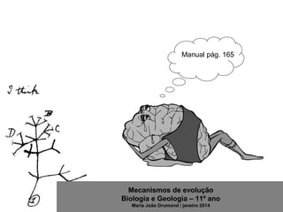 Mecanismos de evolução
Biologia e Geologia – 11º ano
Maria João Drumond / janeiro 2014
Manual pág. 165
 