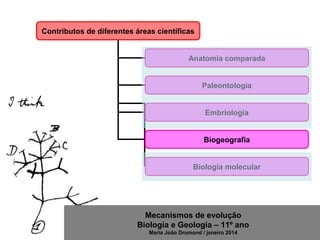 Mecanismos de evolução
Biologia e Geologia – 11º ano
Maria João Drumond / janeiro 2014
Contributos de diferentes áreas científicas
Anatomia comparada
Paleontologia
Embriologia
Biogeografia
Biologia molecular
 