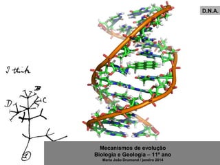Mecanismos de evolução
Biologia e Geologia – 11º ano
Maria João Drumond / janeiro 2014
D.N.A.
 