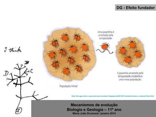 Mecanismos de evolução
Biologia e Geologia – 11º ano
Maria João Drumond / janeiro 2014
DG - Efeito fundador
http://bio-geo-tudo-o-que-precisas-de-saber.blogspot.pt/2013/01/neodarwinismo-o-estudo-final.html
 