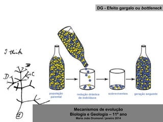 Mecanismos de evolução
Biologia e Geologia – 11º ano
Maria João Drumond / janeiro 2014
DG - Efeito gargalo ou bottleneck
 