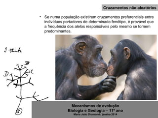 Mecanismos de evolução
Biologia e Geologia – 11º ano
Maria João Drumond / janeiro 2014
Cruzamentos não-aleatórios
• Se numa população existirem cruzamentos preferenciais entre
indivíduos portadores de determinado fenótipo, é provável que
a frequência dos alelos responsáveis pelo mesmo se tornem
predominantes.
 