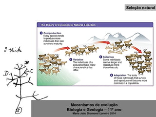 Mecanismos de evolução
Biologia e Geologia – 11º ano
Maria João Drumond / janeiro 2014
Seleção natural
 