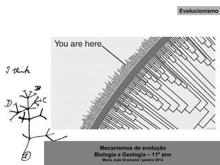 Mecanismos de evolução
Biologia e Geologia – 11º ano
Maria João Drumond / janeiro 2014
Evolucionismo
 