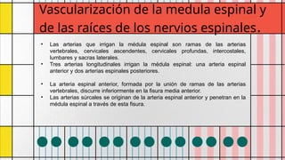 Comprehensive Overview of the Spinal Cord: Anatomy, Vascularization ...