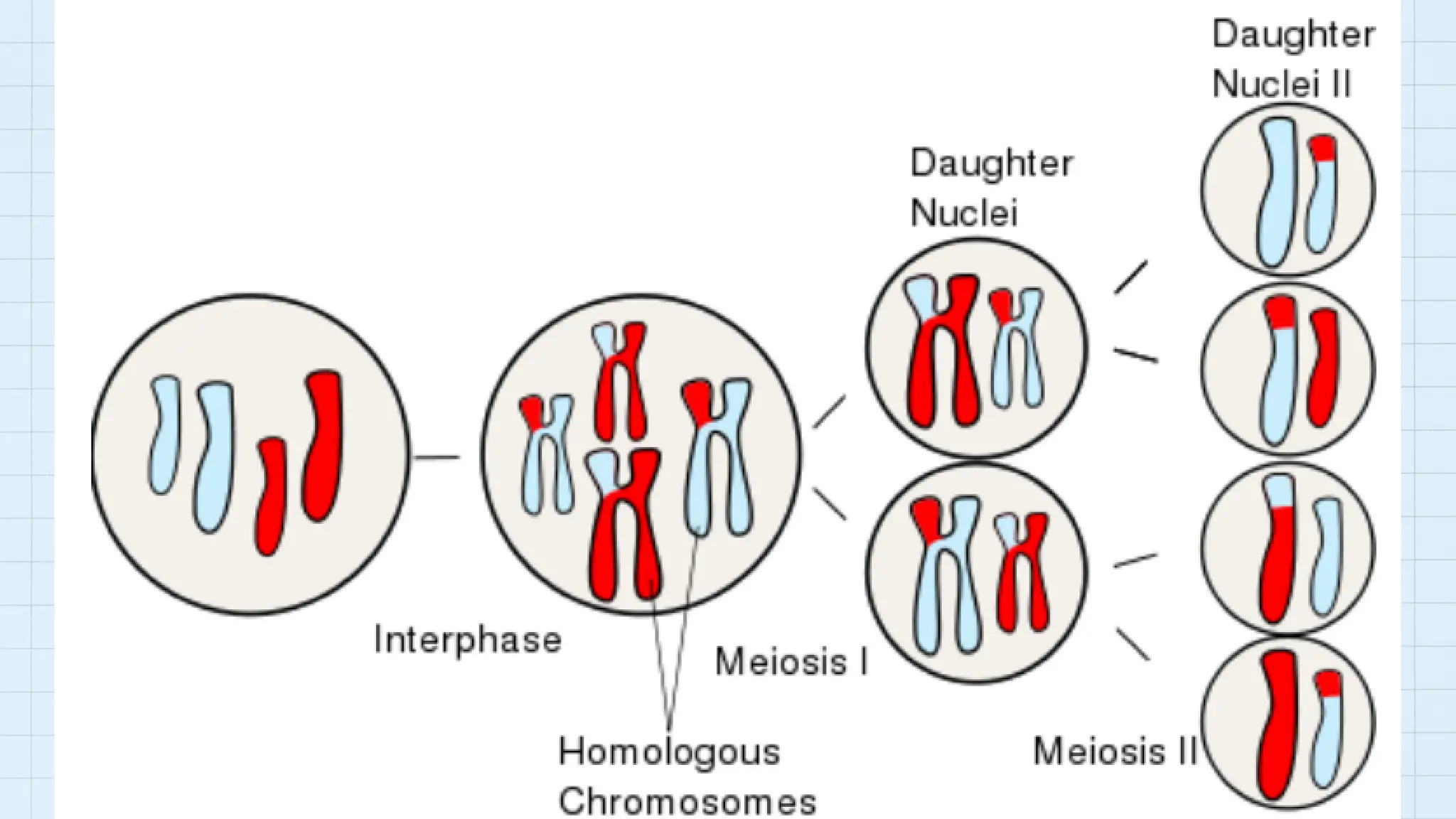 8 Meiosis and Gametogenesis.pdf