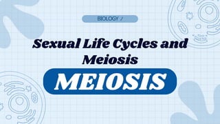 Sexual Life Cycles and
Meiosis
BIOLOGY 2
MEIOSIS
 