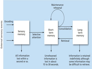 Figure 6.1 Three-Stage Process of Memory
Information enters through the sensory system, briefly registering in sensory memory. Selective attention filters the
information into short-term memory, where it is held while attention (rehearsal) continues. If the information receives
enough rehearsal (maintenance or elaborative), it will enter and be stored in long-term memory.

 