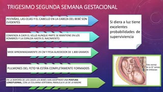 TRIGESIMO SEGUNDA SEMANA GESTACIONAL
PESTAÑAS, LAS CEJAS Y EL CABELLO EN LA CABEZA DEL BEBÉ SON
EVIDENTES
COMIENZA A CAER EL VELLO AUNQUE PARTE SE MANTIENE EN LOS
HOMBROS Y LA ESPALDA HASTA EL NACIMIENTO.
MIDE APROXIMADAMENTE 29 CM Y PESA ALREDEDOR DE 1.800 GRAMOS
PULMONES DEL FETO YA ESTÁN COMPLETAMENTE FORMADOS
EN LA MAYORÍA DE LOS CASOS LOS BEBÉS HAN ADOPTADO UNA POSTURA
LONGITUDINAL, CON LA COLUMNA VERTEBRAL PARALELA A LA DE LA MADRE
Si diera a luz tiene
excelentes
probabilidades de
superviviencia
 
