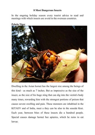 8 Most Dangerous Insects
In the ongoing holiday season every tourist advice to read and
meetings with which insects are avoid in the overseas countries.
Pchela Tiger
Dwelling in the Asian hornet has the largest size among the beings of
this kind - as much as 7 inches. But as impressive as the size of the
insect, as the size of his huge sting that can dig into the victim's body
many times, rewarding him with the strongest portions of poison that
causes severe swelling and pain. These monsters are inhabited in the
KITAEV and of India, meet a they can be also in the seaside Krai.
Each year, between bites of these insects die a hundred people.
Special causes damage hornet bee apiaries, which he ruins to eat
larvae.
 