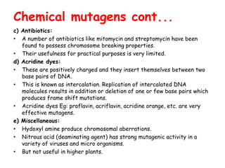 c) Antibiotics:
• A number of antibiotics like mitomycin and streptomycin have been
found to possess chromosome breaking properties.
• Their usefulness for practical purposes is very limited.
d) Acridine dyes:
• These are positively charged and they insert themselves between two
base pairs of DNA.
• This is known as intercalation. Replication of intercalated DNA
molecules results in addition or deletion of one or few base pairs which
produces frame shift mutations.
• Acridine dyes Eg: proflavin, acriflavin, acridine orange, etc. are very
effective mutagens.
e) Miscellaneous:
• Hydoxyl amine produce chromosomal aberrations.
• Nitrous acid (deaminating agent) has strong mutagenic activity in a
variety of viruses and micro organisms.
• But not useful in higher plants.
Chemical mutagens cont...
 