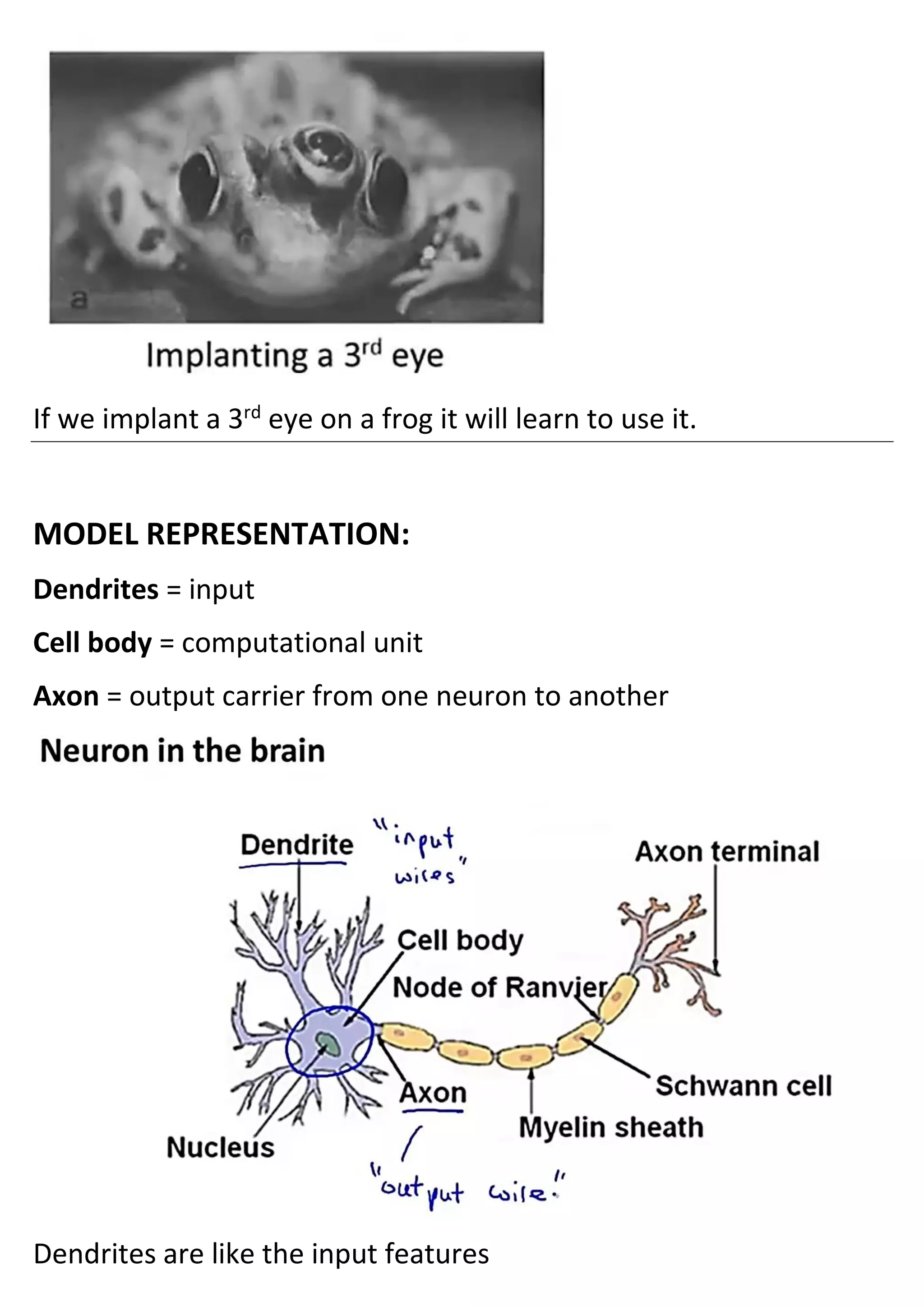 If we implant a 3rd
eye on a frog it will learn to use it.
MODEL REPRESENTATION:
Dendrites = input
Cell body = computational unit
Axon = output carrier from one neuron to another
Dendrites are like the input features
 