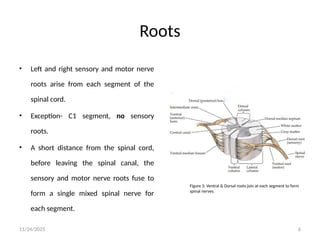 Sensorial Roots 8_Neuroanatomy_and_Neurolocalization_of_Roots_and_Plexuses_Final.pptx