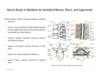 8_Neuroanatomy_and_Neurolocalization_of_Roots_and_Plexuses_Final.pptx