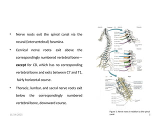 8_Neuroanatomy_and_Neurolocalization_of_Roots_and_Plexuses_Final.pptx