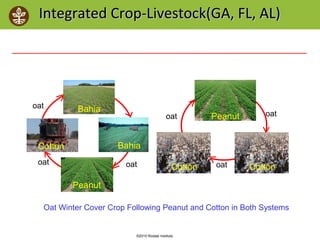 ©2010 Rodale Institute
Integrated Crop-Livestock(GA, FL, AL)Integrated Crop-Livestock(GA, FL, AL)
Sod System: (B1-B2-P-C) Conventional System: (P-C1-C2)
Oat Winter Cover Crop Following Peanut and Cotton in Both Systems
oat
oat
oat
oat
Strip till was used in each year with best management practices
Bahia
BahiaCotton
CottonCotton
oatPeanut
Peanut
oat
 