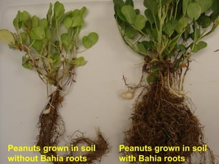 ©2010 Rodale Institute
Peanuts grown in soil
with Bahia roots
Peanuts grown in soil
without Bahia roots
 
