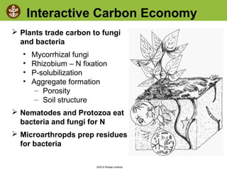 ©2010 Rodale Institute
Interactive Carbon Economy
 Plants trade carbon to fungi
and bacteria
• Mycorrhizal fungi
• Rhizobium – N fixation
• P-solubilization
• Aggregate formation
– Porosity
– Soil structure
 Nematodes and Protozoa eat
bacteria and fungi for N
 Microarthropds prep residues
for bacteria
 