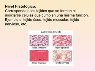 Nivel Histológico: Corresponde a los tejidos que se forman al asociarse células que cumplen una misma función. Ejemplo el tejido óseo, tejido muscular, tejido nervioso, etc. 