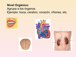 Nivel Orgánico: Agrupa a los órganos. Ejemplo: boca, cerebro, corazón, riñones, etc. 