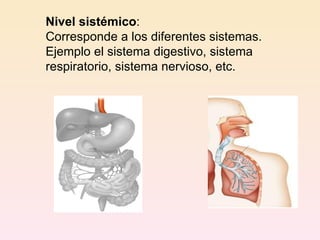 Nivel sistémico : Corresponde a los diferentes sistemas. Ejemplo el sistema digestivo, sistema respiratorio, sistema nervioso, etc. 