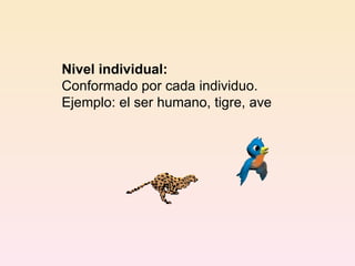 Nivel individual: Conformado por cada individuo. Ejemplo: el ser humano, tigre, ave  