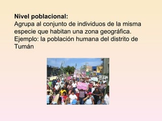 Nivel poblacional: Agrupa al conjunto de individuos de la misma especie que habitan una zona geográfica. Ejemplo: la población humana del distrito de Tumán 