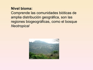 Nivel bioma: Comprende las comunidades bióticas de amplia distribución geográfica, son las regiones biogeográficas, como el bosque  Neotropical 
