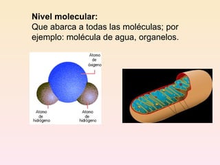 Nivel molecular: Que abarca a todas las moléculas; por ejemplo: molécula de agua, organelos. 