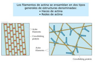 Citoesqueleto biología celular, ciencia. | PDF