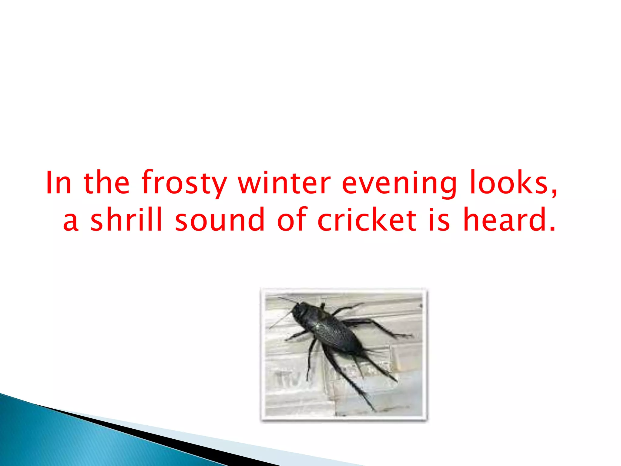 In the frosty winter evening looks,
a shrill sound of cricket is heard.
